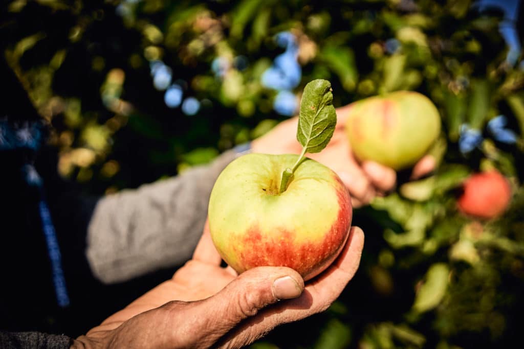 Die Apfel- und Birnenernte hat begonnen! - Obstbau Dellbrügge